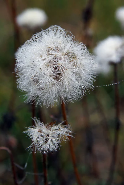 Dew σταγόνες σε ένα ξηρό φυτό — Φωτογραφία Αρχείου
