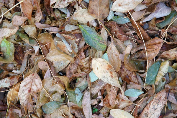 Folhagem molhada de outono na floresta — Fotografia de Stock