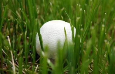 Çimlerde genç şampiyon mantarı. Yerel odaklanma ve alanın sığ derinliğine sahip resim