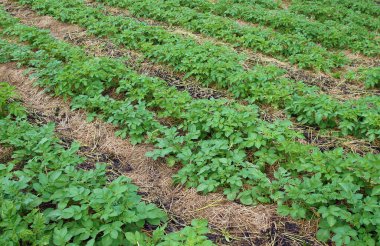 Organik tarlalarda sıralanmış patates ve saman samanı. 