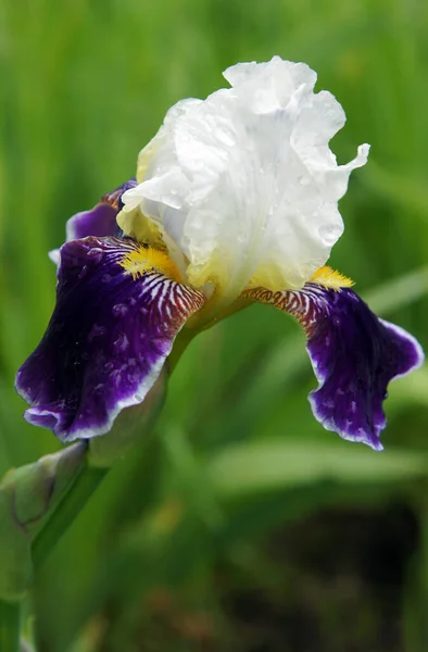 春の雨の後に美しい虹彩の花 局所焦点距離と被写界深度の浅い画像 — ストック写真