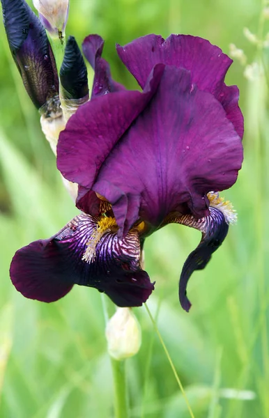 Schöne Irisblüte Nach Dem Frühjahrsregen Bild Mit Lokaler Fokussierung Und — Stockfoto