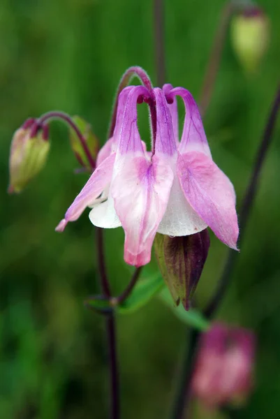 Belles Fleurs Fraîches Columbine Aquilegia Vulgaris — Photo