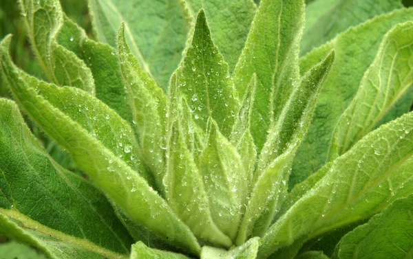 Hermosas Hojas Frescas Mulein Después Lluvia Verano — Foto de Stock