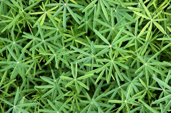 Mooie Lupine Lupinus Bladeren Vormen Een Indrukwekkende Natuurlijke Textuur — Stockfoto