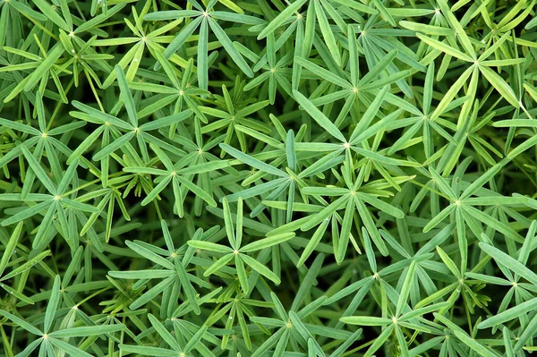 Beautiful lupine (Lupinus) leaves form an impressive natural texture