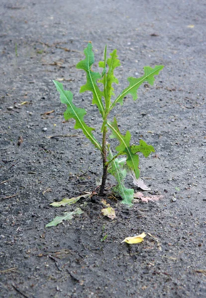 Weed Sprouted Tiny Hole Asphalt Road — Stock Photo, Image