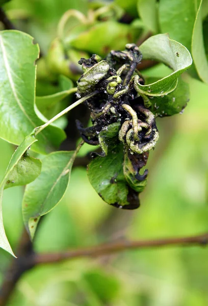 Armut Kabuğu Bir Mantar Hastalığıdır Venturia Inaequalis Armut Meyve Yapraklarında — Stok fotoğraf