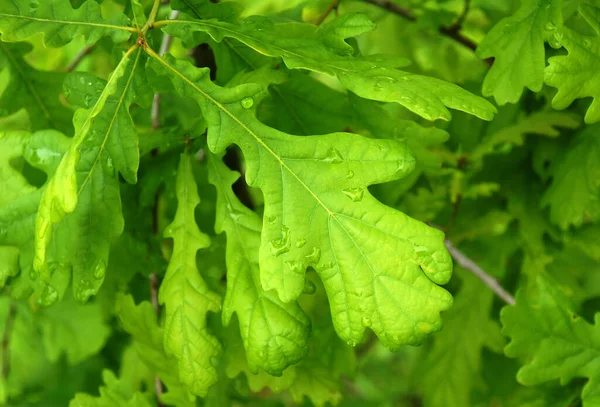 Hojas Roble Fresco Joven Después Lluvia Verano — Foto de Stock