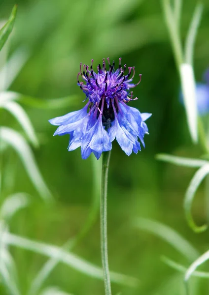 Parlak Yeşil Arka Planda Çiçek Açan Mavi Çiçekleri — Stok fotoğraf