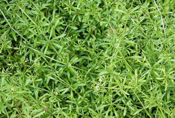 Die Kleeblätter Galium Aparine Wurden Der Traditionellen Medizin Zur Behandlung — Stockfoto