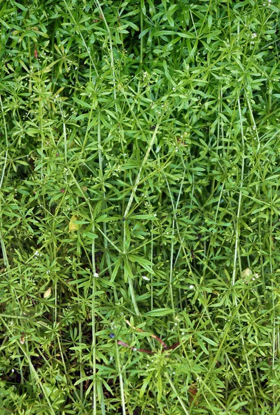 Cleavers Galium Aparine Zijn Gebruikt Traditionele Geneeskunde Voor Behandeling Van — Stockfoto