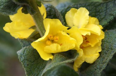 Bal ve şifalı çiçekli bitki Mullein (Verbascum). Yerel odaklanma ve alanın sığ derinliğine sahip resim