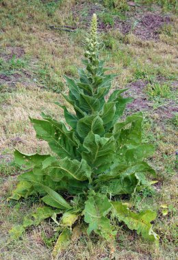 Bal ve şifalı çiçekli bitki Mullein (Verbascum). Yerel odaklanma ve alanın sığ derinliğine sahip resim