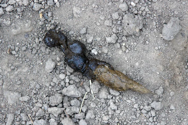 Sluiten Cat Feces Grond — Stockfoto