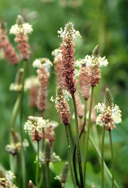 Выращивание Ленточного Плантана Листового Плантана Plantago Lanceolata Изображение Локальной Фокусировкой — стоковое фото