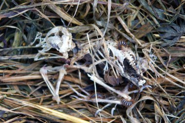 Parazitler ölü bir pilicin kalıntılarını yerler.