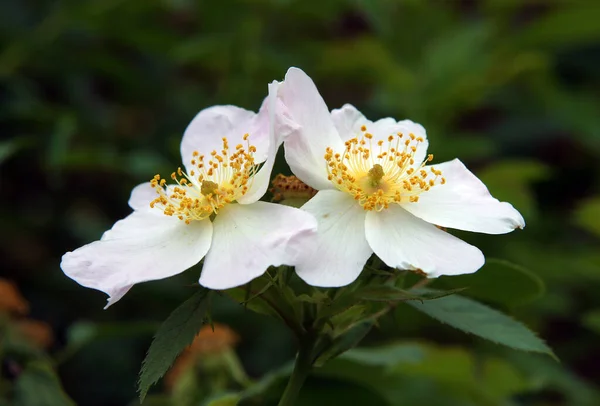 Belle Rose Musquée Fraîche Rosa Moschata Fleurs Début Été — Photo