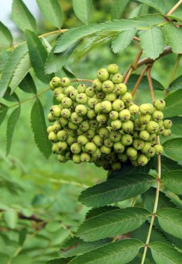 Avrupa Rowan 'ın olgunlaşmamış meyveleri (Sorbus aucuparia) erken toplamda