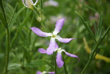 Gece kokulu stok çiçekleri (Matthiola longipetala). Yerel odaklanma ve alanın sığ derinliğine sahip resim
