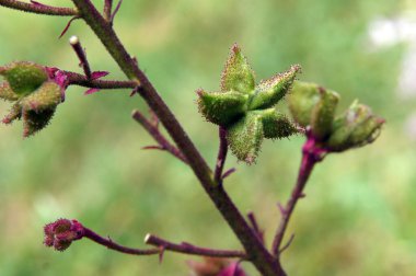 Yanan çalıların meyveleri veya gaz santrali (Dictamnus albus). Yerel odaklanma ve alanın sığ derinliğine sahip resim