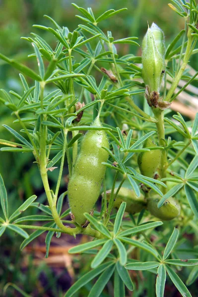 Vainas Con Semillas Altramuz Blanco Altramuz Campo Lupinus Albus Imagen — Foto de Stock