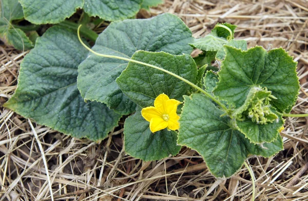 Fragment Cucumber Plant Flowers Image Local Focusing Shallow Depth Fiel — Stock Photo, Image