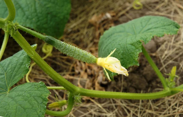 Fragment Cucumber Plant Young Cucumber Vegetables Flowers Image Local Focusing — Stock Photo, Image