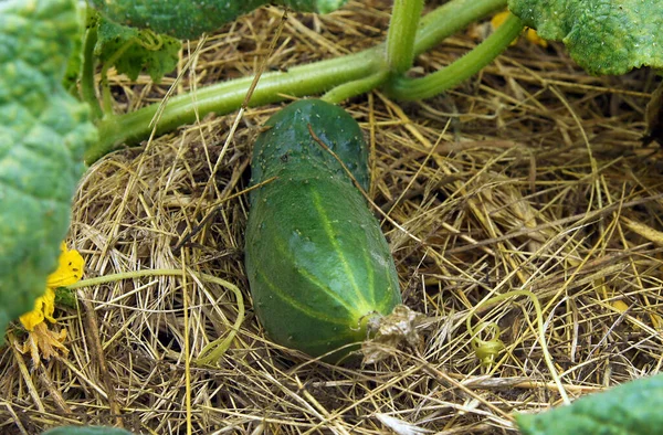 Fragment Cucumber Plant Young Cucumber Vegetables Flowers Image Local Focusing — Stock Photo, Image