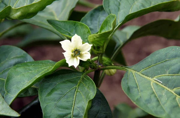 Pepper Plants Capsicum Annuum Flowers Unripe Fruits — Stock Photo, Image