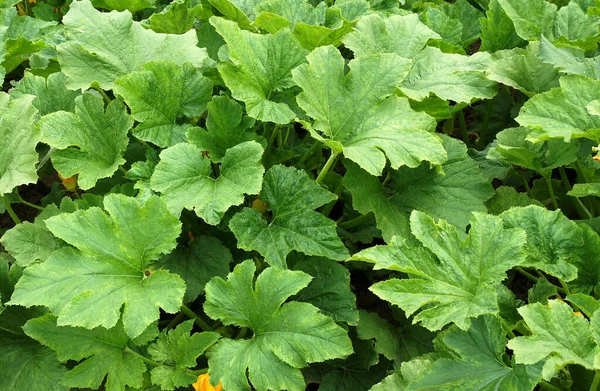 Mooie Textuur Van Pompoenbladeren Als Natuurlijke Achtergrond — Stockfoto