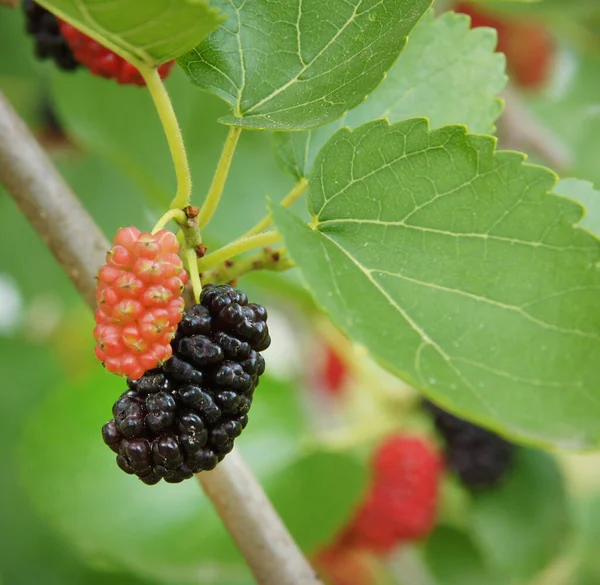 Fruta Amoreira Ramo Árvore Início Verão Imagem Com Foco Local — Fotografia de Stock