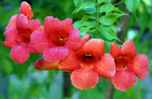 Piękne Czerwone Kwiaty Trąbki Winorośli Lub Trąbki Creeper Campsis Radicans — Zdjęcie stockowe