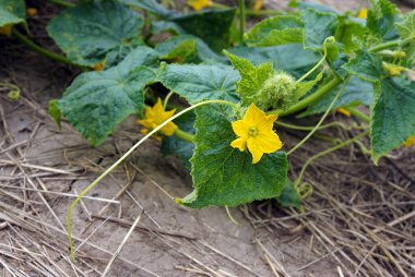 Çiçekli bir salatalık bitkisi parçası. Yerel odaklanma ve alanın sığ derinliğine sahip resim