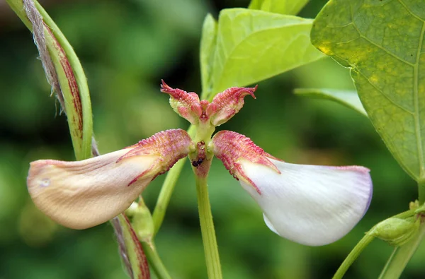 Świeże Pąki Kwiatowe Ciecierzycy Vigna Unguiculata Obraz Lokalnym Skupieniem Płytką — Zdjęcie stockowe
