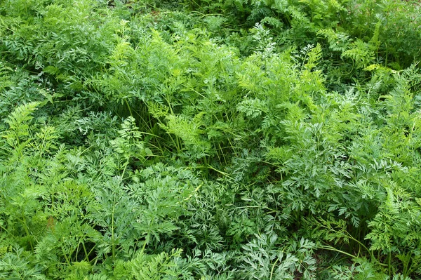 自然の背景として野菜のベッドで新鮮な緑のニンジンの葉 — ストック写真