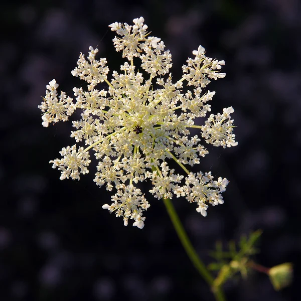 Bloeiend Hemlock Poison Hemlock Conium Maculatum Een Weiland Met Ondiepe — Stockfoto