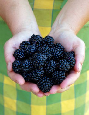 Bir kadının ellerinde Blackberry 'nin taze meyveleri.