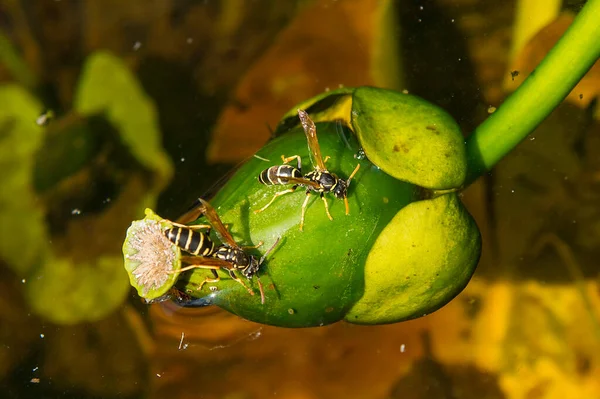 Wespen Sitzen Auf Den Früchten Der Gelben Seerose Nuphar Lutea — Stockfoto