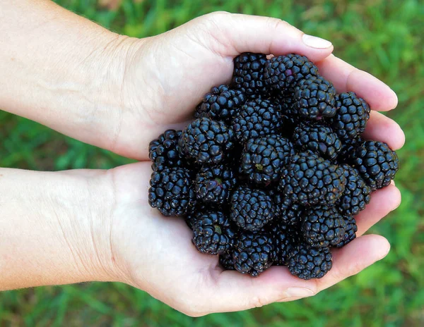 Vers Fruit Van Blackberry Rubus Handen Van Een Vrouw — Stockfoto