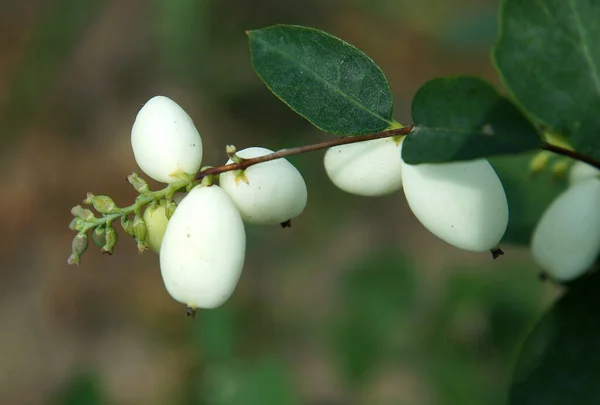 Kardan Böğürtlen Symphoricarpos Albus Çiçekleri Yaprakları Yerel Odaklanma Alanın Sığ — Stok fotoğraf