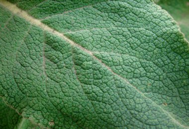 Doğal bir arkaplan olarak yeşil mullein yaprağının dokusu