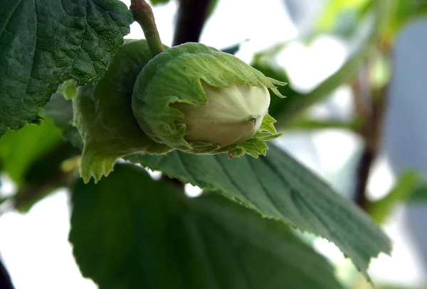 Liście Orzechy Piwne Zwyczajne Corylus Avellana — Zdjęcie stockowe