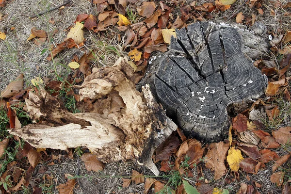 Les Champignons Poussent Sur Vieilles Souches Les Détruisent — Photo