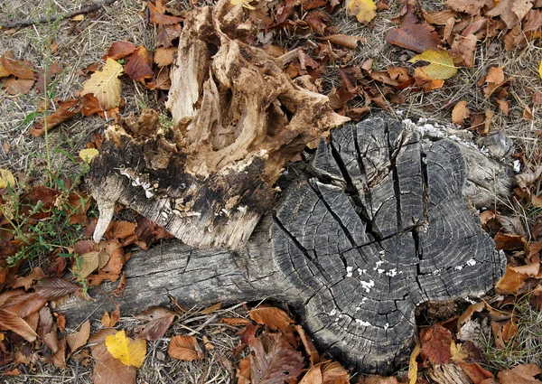 Les Champignons Poussent Sur Vieilles Souches Les Détruisent — Photo