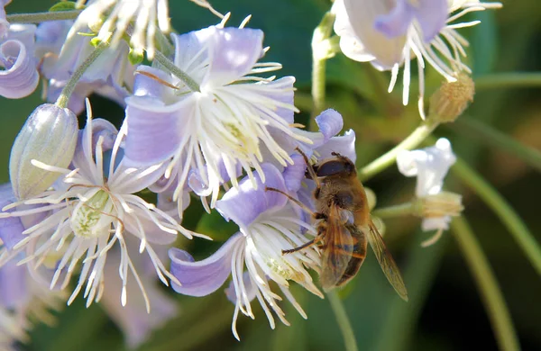 Clematis Vitalba Nın Çiçeklerindeki Arı Yerel Odaklanma Alanın Sığ Derinliğine — Stok fotoğraf