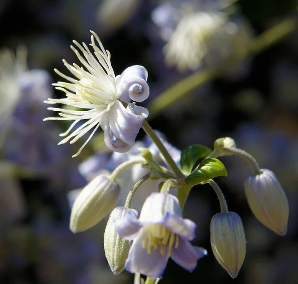 Маленькие Нежные Голубые Цветки Клематиса Фон Фабы Августе Изображение Локальной — стоковое фото