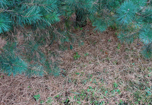 松树下的草地上的干松针 — 图库照片