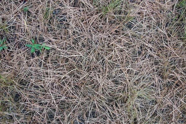 Trockene Kiefernnadeln Gras Unter Einer Kiefer — Stockfoto