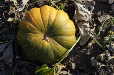 Eylül 'de sebze yataklarında bal kabağının güzel meyvesi